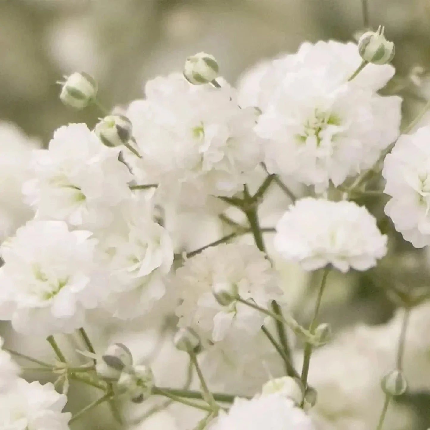 Baby's Breath Seeds - 5,000 Count - Easy to Grow Annual Flowers Gypsophila elegans