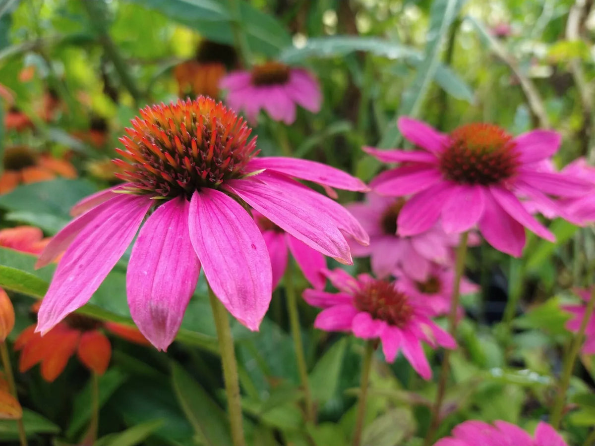 Echinacea Pow Wow Wild Berry Live Perennial Starter Plants - 4 Plugs, Magenta Pink Flowers, Echinacea purpurea, Zones 4-8