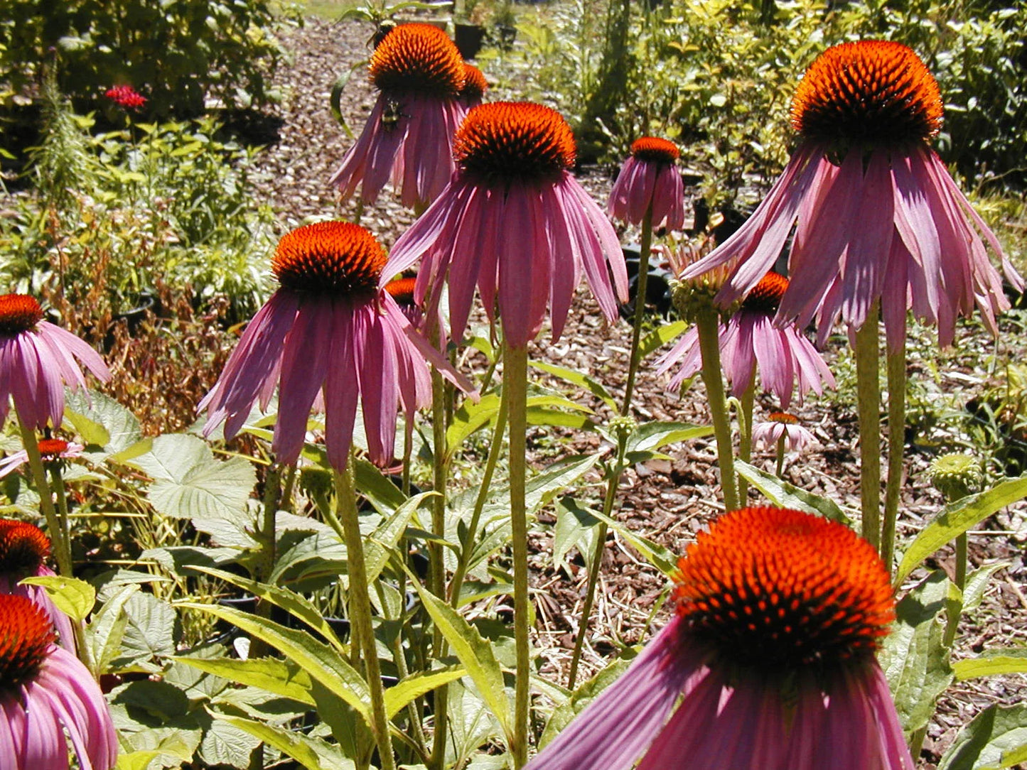 305 Purple Coneflower Seeds - Echinacea purpurea - GroCo USA