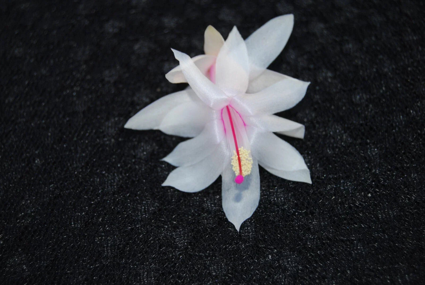 Christmas Cactus Starter Plant - Snow Fire - Schlumbergera Truncata