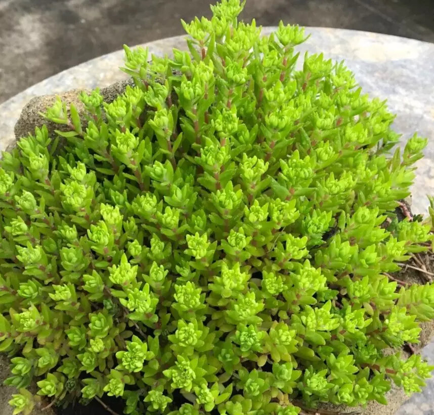 Cold Hardy Sedum Gold Carpet Live Plant - 30 Stem Ground Cover, Drought Tolerant, Bright Yellow Green, Sedum acre