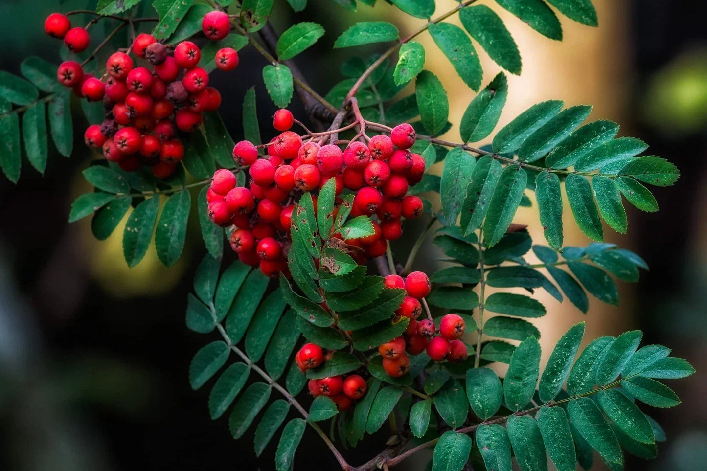 American Mountain Ash Seeds - 10 Pack - Sorbus Americana - Hardy Tree for Landscaping and Wildlife
