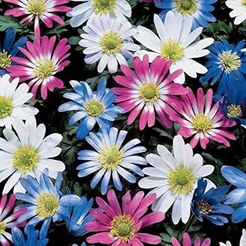 Grecian Windflowers Bulb Mix 100 Anemone Blanda Perennial Spring Flowers for Borders & Naturalizing