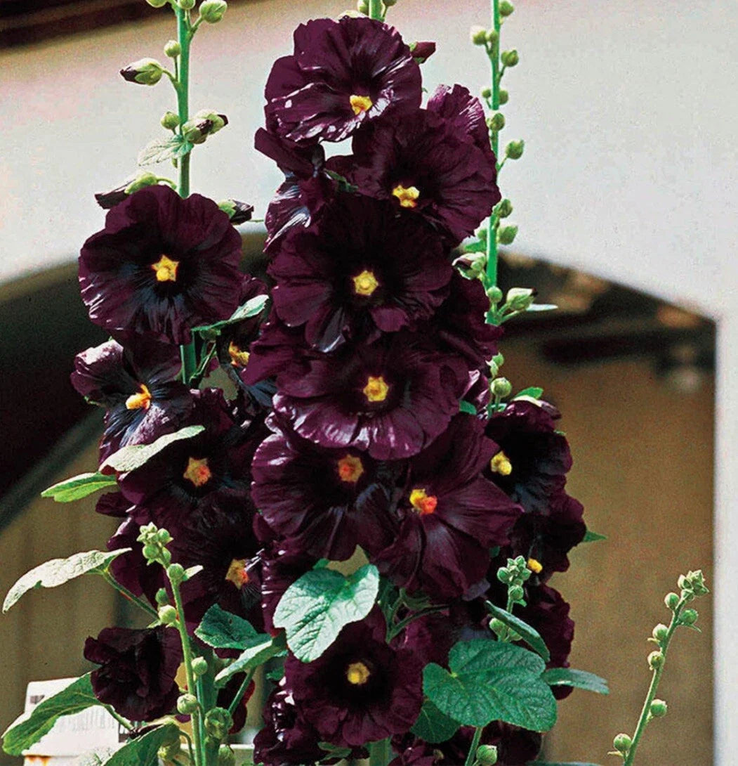 Black Hollyhock Flower Seeds - 25+ Premium Alcea rosea 'Nigra' Dark Purple Blooms, Easy to Grow, Pollinator Attracting, Includes Free Surprise Seeds