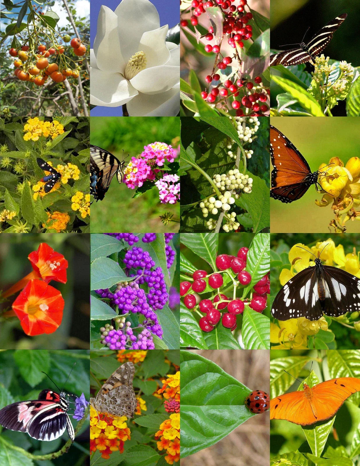 Butterfly Garden Mix Seed Pack - 500 Wildflower Seeds for Pollinator-Friendly Gardens