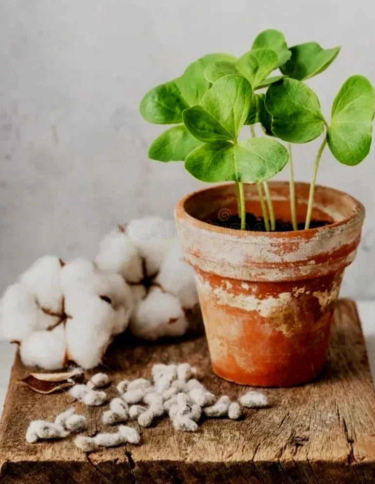 White Cotton Seeds – Gossypium, Germination Tested, Easy to Grow, Fast Growth, Home Garden, DIY Crafts, USA
