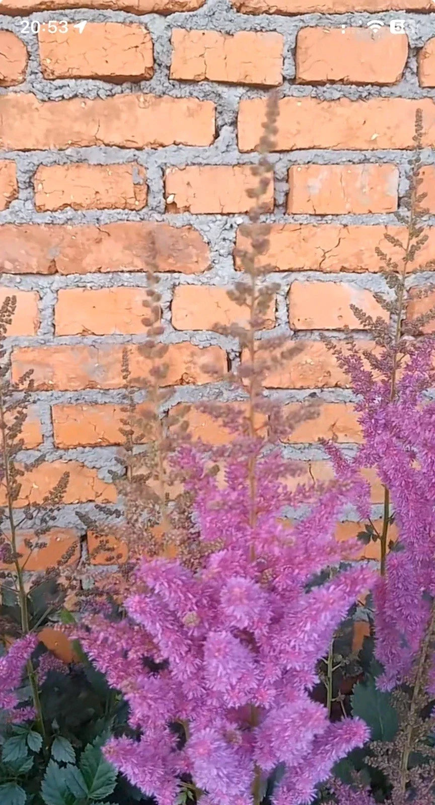 Astilbe Purple Lance Bare Root Plant – Shade Garden Summer Flower, Vibrant Purple Blooms, Astilbe chinensis