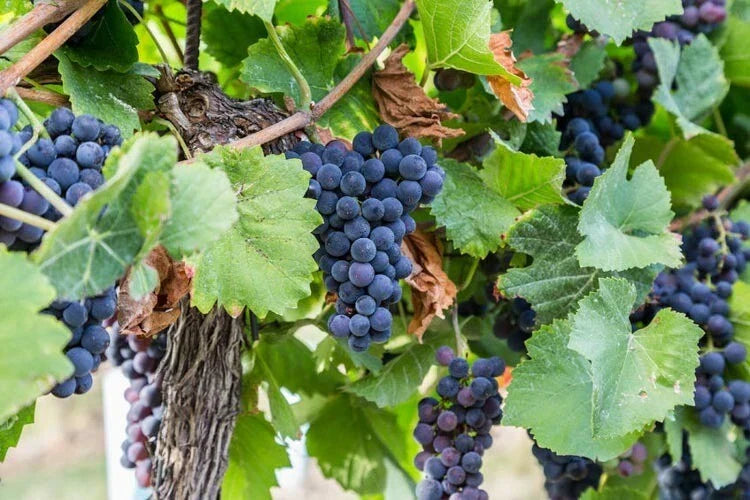 Concord Grape Seeds - 20 Organic Vitis labrusca Seeds - High Yield Variety
