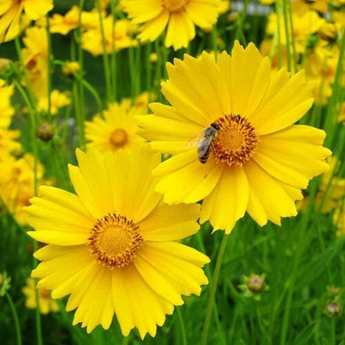 Lance Leaf Coreopsis Seeds | 200-4000 Non-GMO Flower Seeds | Coreopsis lanceolata Perennial for Pollinators
