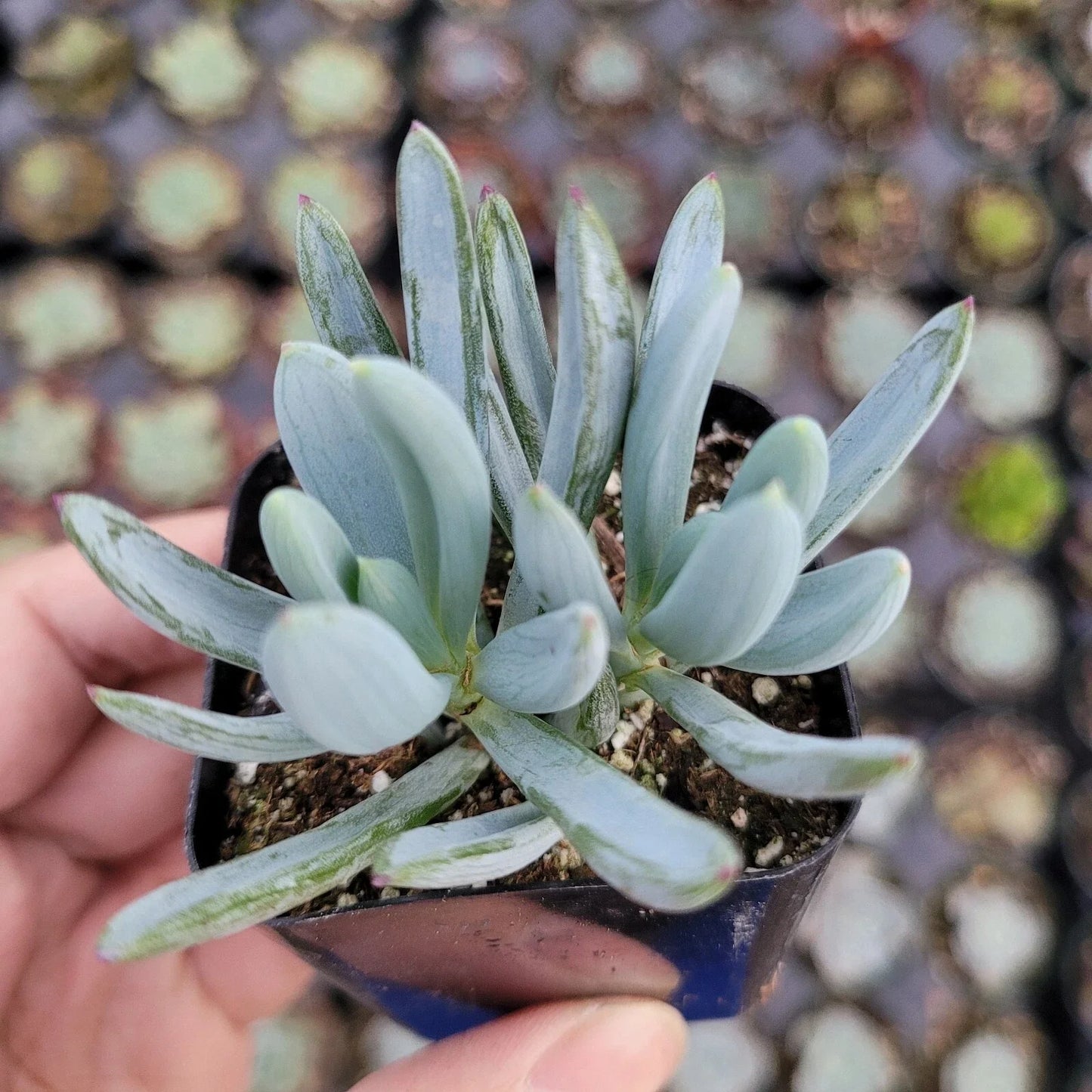 Succulent Plant Bare Root 4 Inches Blue Chalk Sticks Senecio Serpens Low Maintenance Drought-Tolerant
