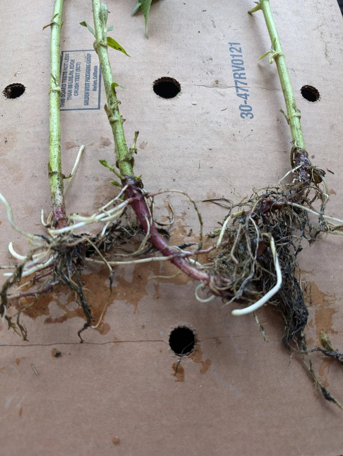 Red Organic Jerusalem Artichoke Roots – Helianthus tuberosus, Large & Medium Tubers for Planting
