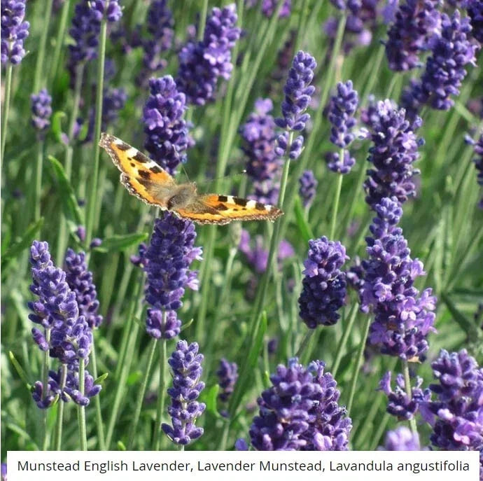 Lavender Seeds - 200 Non-GMO Munstead Lavandula angustifolia Perennial Medicinal Garden Seeds