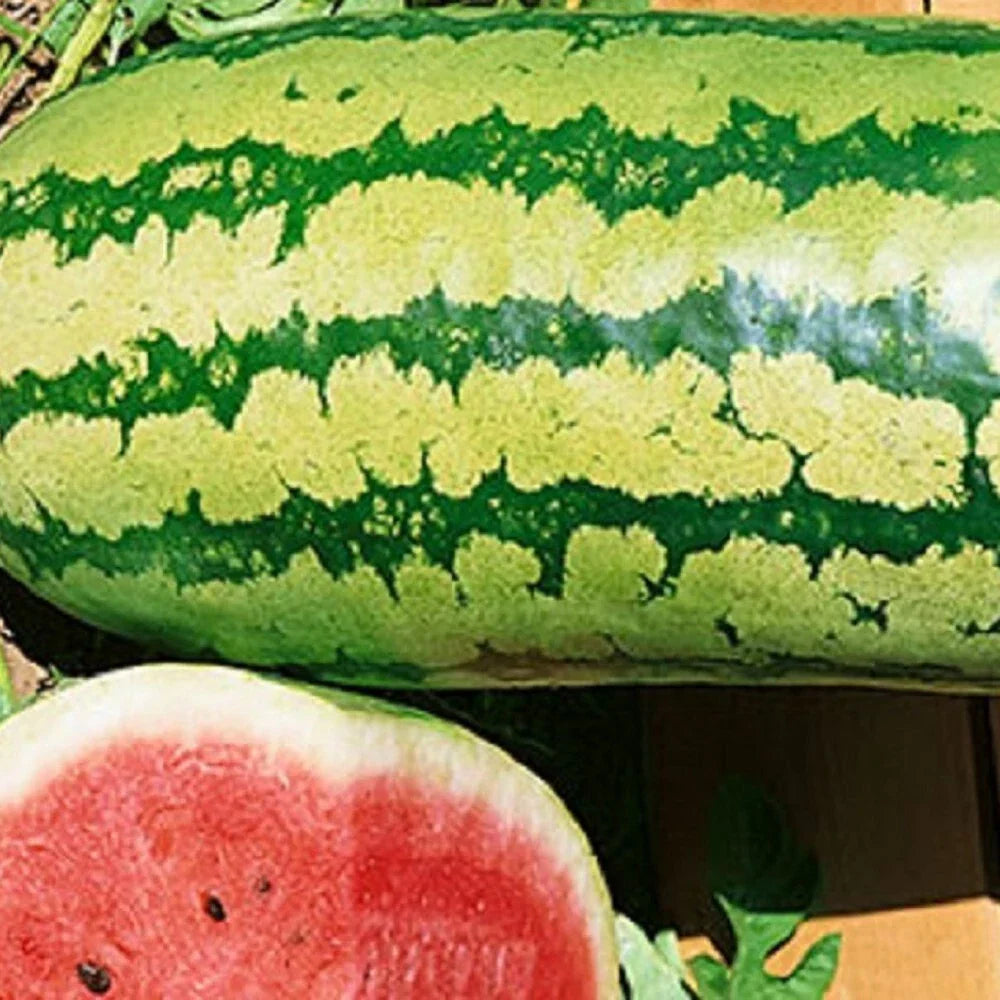 Garrisonian Watermelon Seeds | NON-GMO Heirloom Citrullus lanatus | Organic Gardening