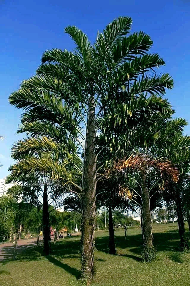 Fishtail Palm Tree Seeds - Wallichia disticha Rare Tropical Palm for Planting