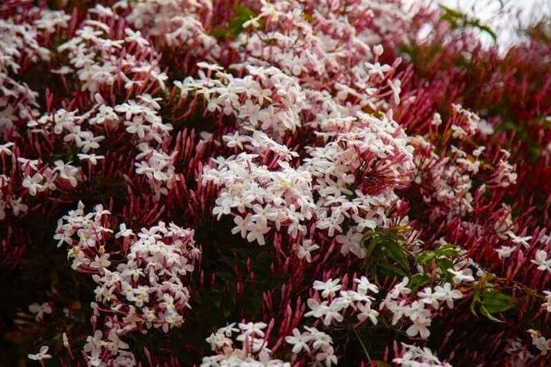 Pink Jasmine Starter Plant - Rooted Jasminum Polyanthum with Fragrant Pink Flowers