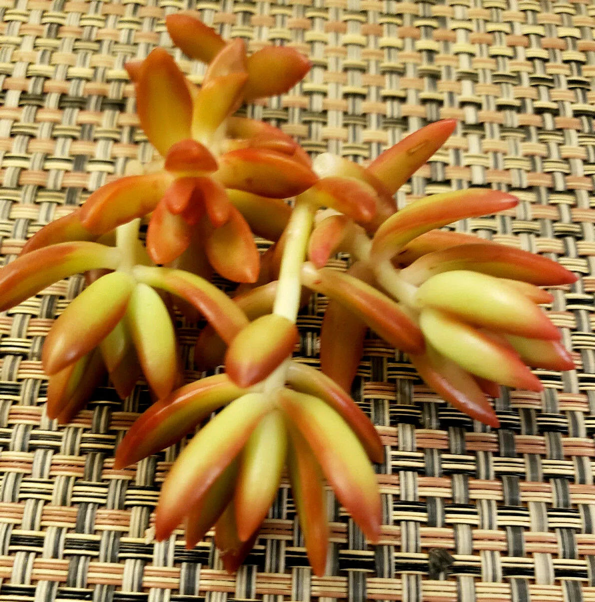 Sedum Adolphii 'Firestorm' - 3 Unrooted Cuttings 2" Diameter - Succulent Plant