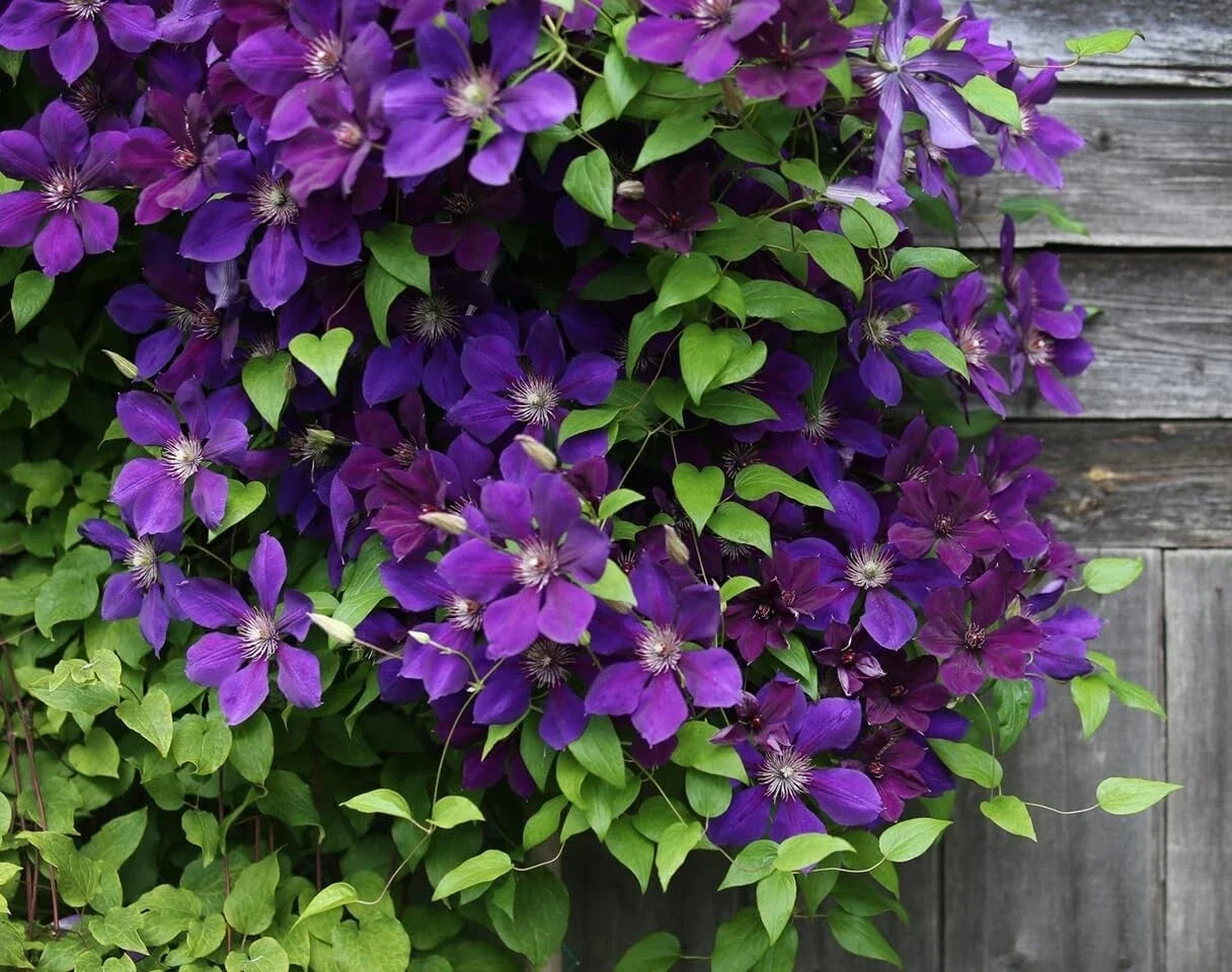 Purple Clematis Seeds for Planting - Clematis occidentalis - Climbing Vine for Garden Landscaping