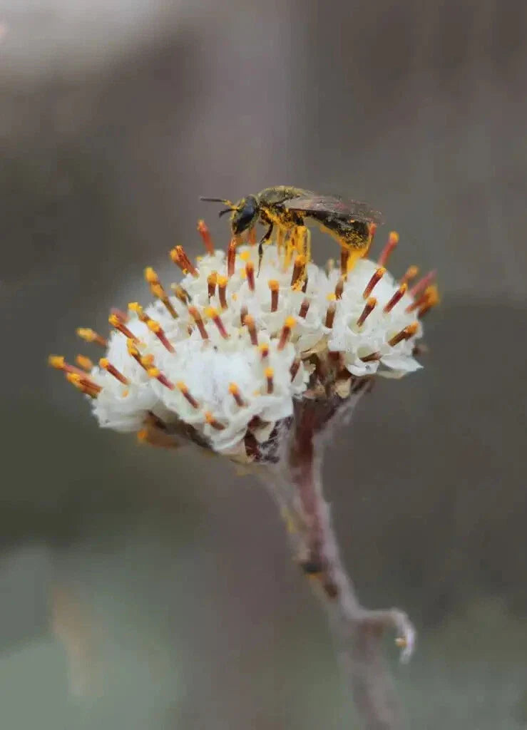 Prairie Pussytoes Seeds - 100 Count Antennaria neglecta Native Wildflower for Ground Cover