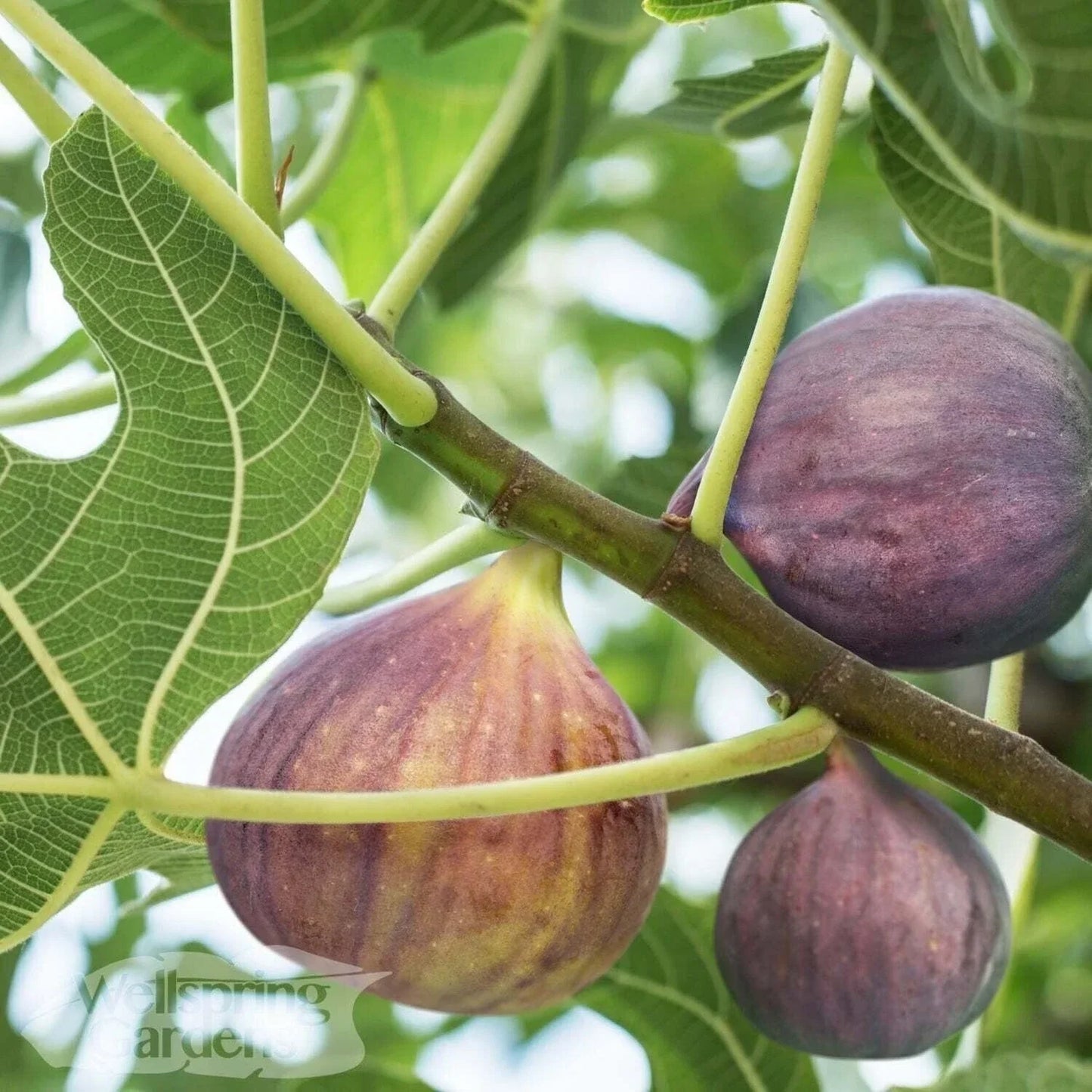 Olympian Fig Live Plant - Ficus carica in 3-Inch Pot for Home Garden