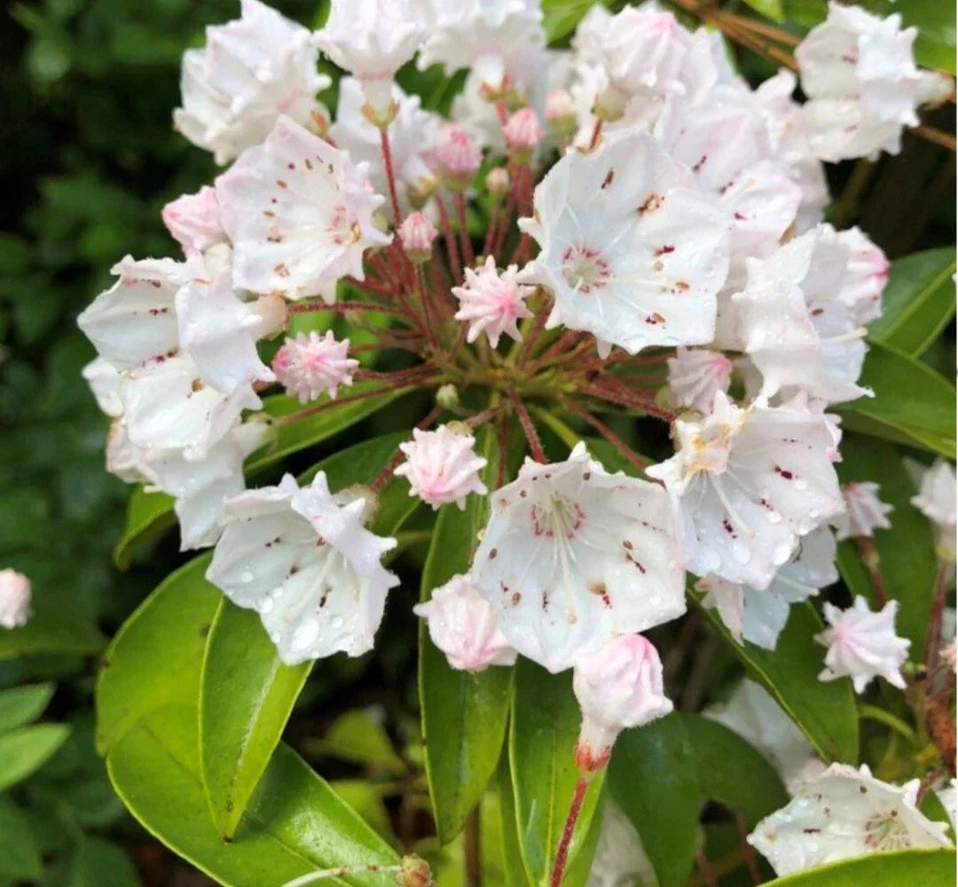 Live White Mountain Laurel Plant - Bare Root 1 Ft - Kalmia latifolia - Native, White Blooms, Drought-Resistant, All-Natural