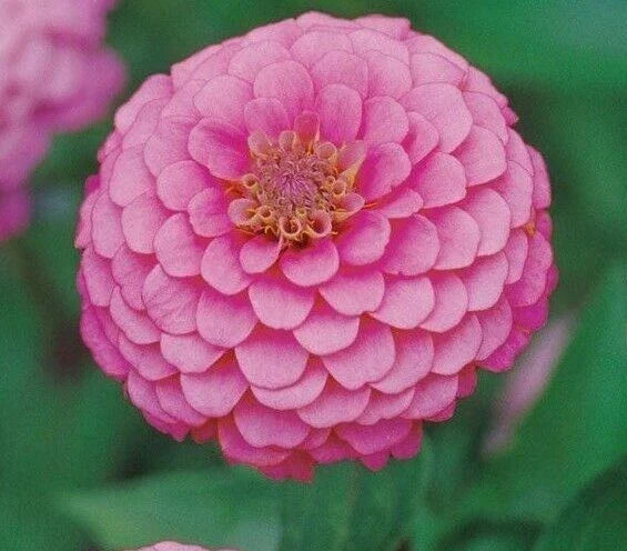 Zinnia Seeds Pink Luminosa - 100+ Annual Flower Seeds, Attracts Birds & Bees