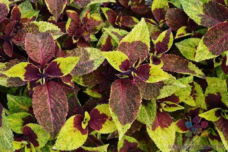 Coleus Seeds 25+ Sun Pineapple Surprise, Vibrant Foliage, Solenostemon scutellarioides, Garden, Container, Border