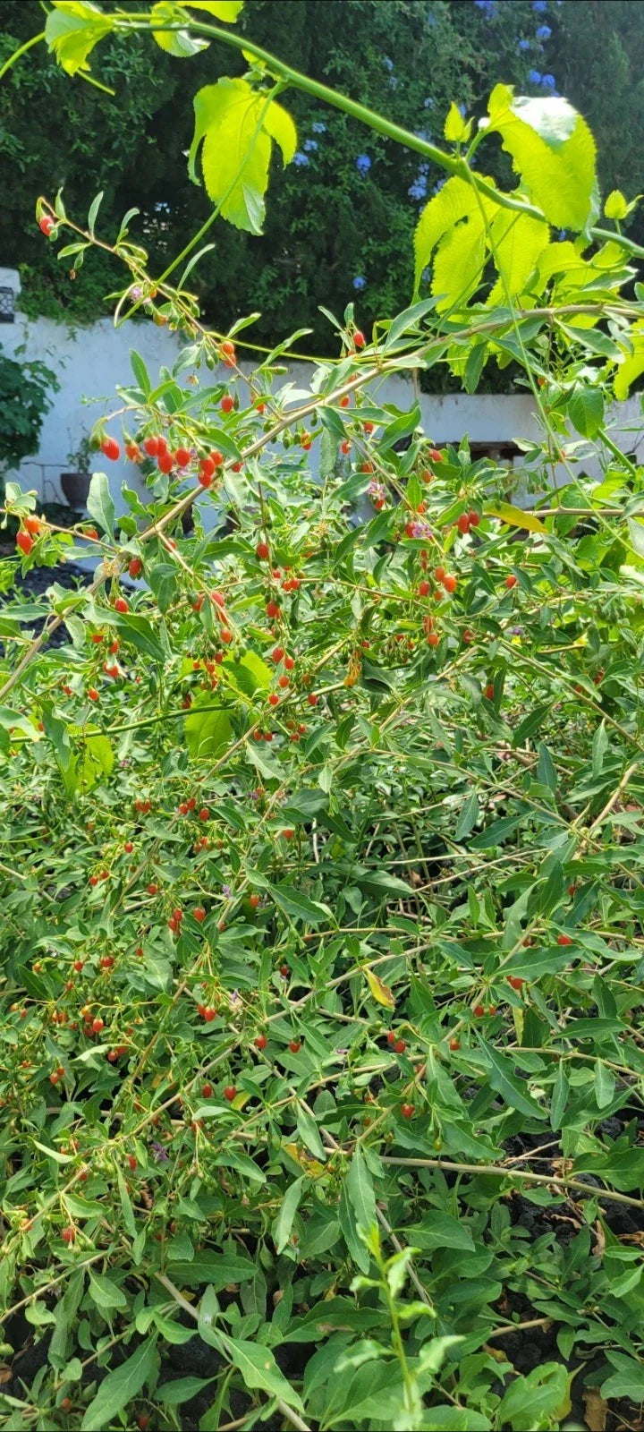 Live Goji Berry Plant 1 Gal Pot - Fully Mature Lycium barbarum