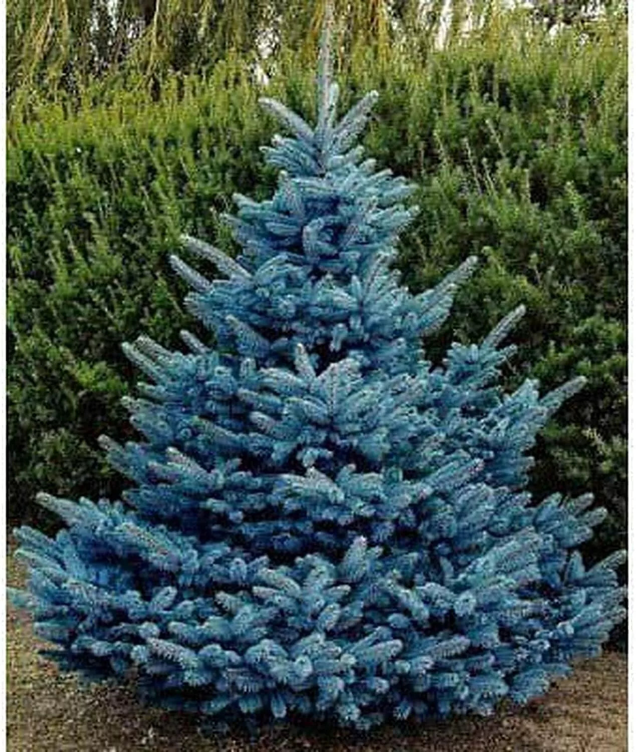 Blue Spruce Seeds for Planting, Colorado Blue Spruce, Picea Pungens Glauca, Evergreen Tree Seeds