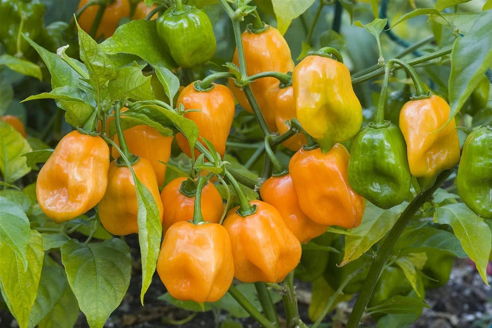Orange Habanero Pepper Seeds - 20 Seeds, Capsicum chinense, Spicy Hot Peppers for Salsas & Sauces
