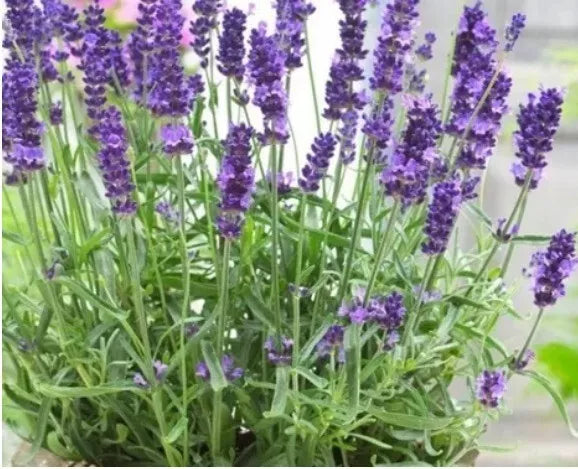 Lavender Seeds 100+ Heirloom English/French Lavandula angustifolia