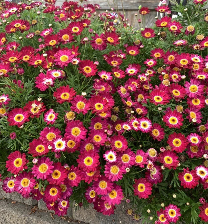 Argyranthemum frutescens 'Grandaisy Red' - 3 Perennial Plants in 3" Pot - Red Daisy Flowers