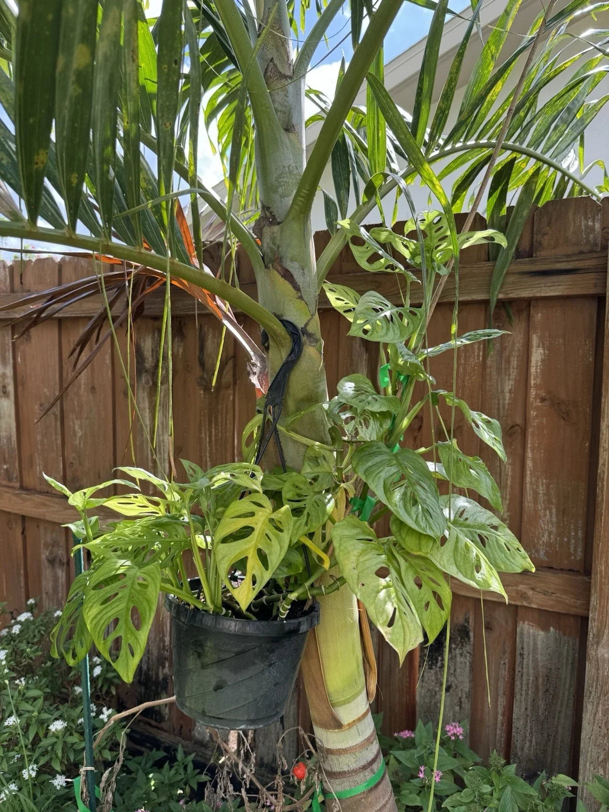 Monstera adansonii Rooted Cutting - Swiss Cheese Houseplant - Indoor Tropical Plant for Low Light