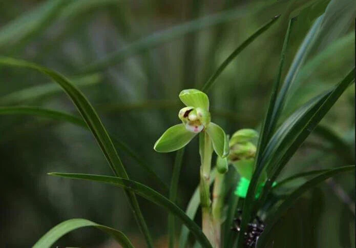 Easy Care Orchids Chinese Cymbidium Goeringii 春兰 - Air Purifying Indoor Houseplant in 4-Inch Pot