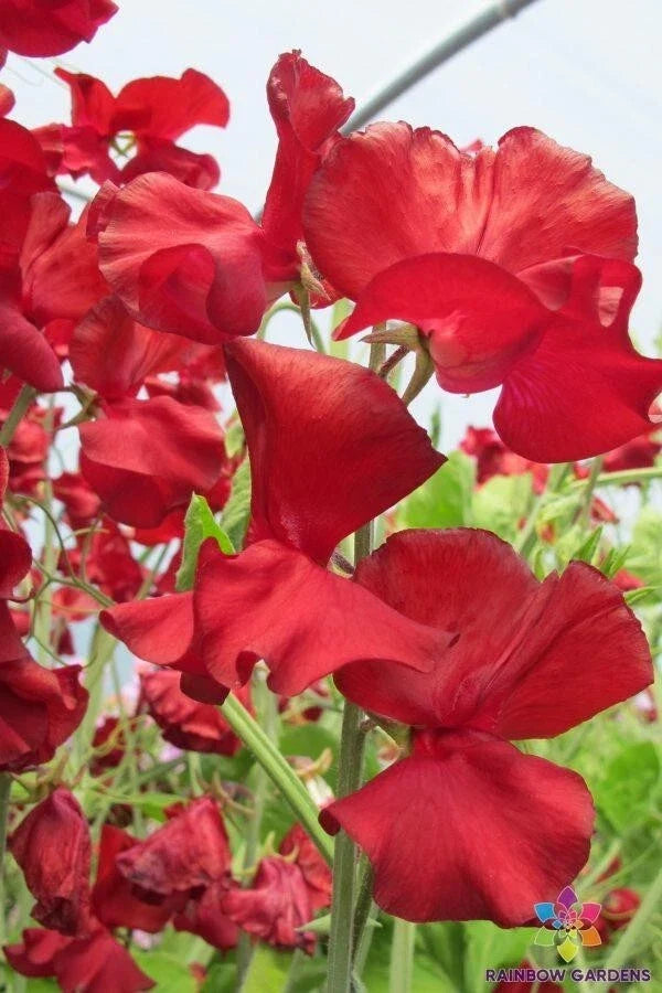 Sweet Pea Seeds - George McAra, Fragrant Climbing Flowers, Lathyrus odoratus, 50+ Seeds for Garden Planting