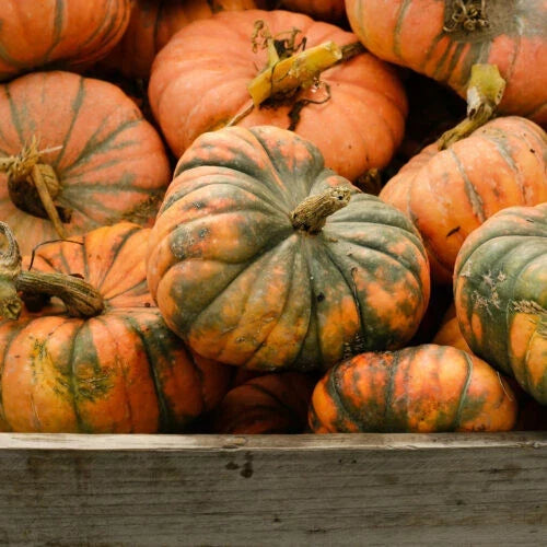 Speckled Hound Pumpkin Seeds - 25+ Pack, Cucurbita pepo, Decorative & Culinary, USA Origin