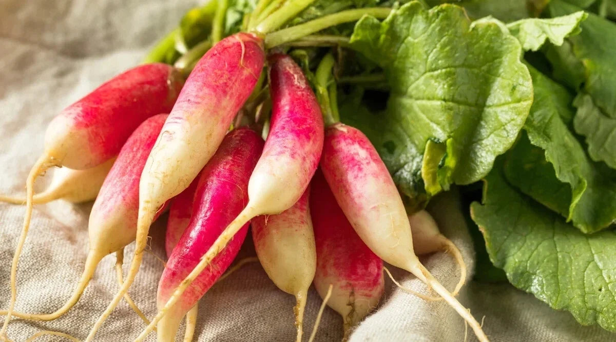 French Dressing Radish Seeds – 500+ Pack, Raphanus sativus, Fast-Growing, Garden Planting, Non-GMO, USA Free Shipping