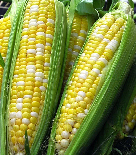 Sweet Corn Seeds - Peaches and Cream Hybrid Bicolor Zea mays, Full Season Crop, Sweet Tender Ears, Home Garden, Heirloom