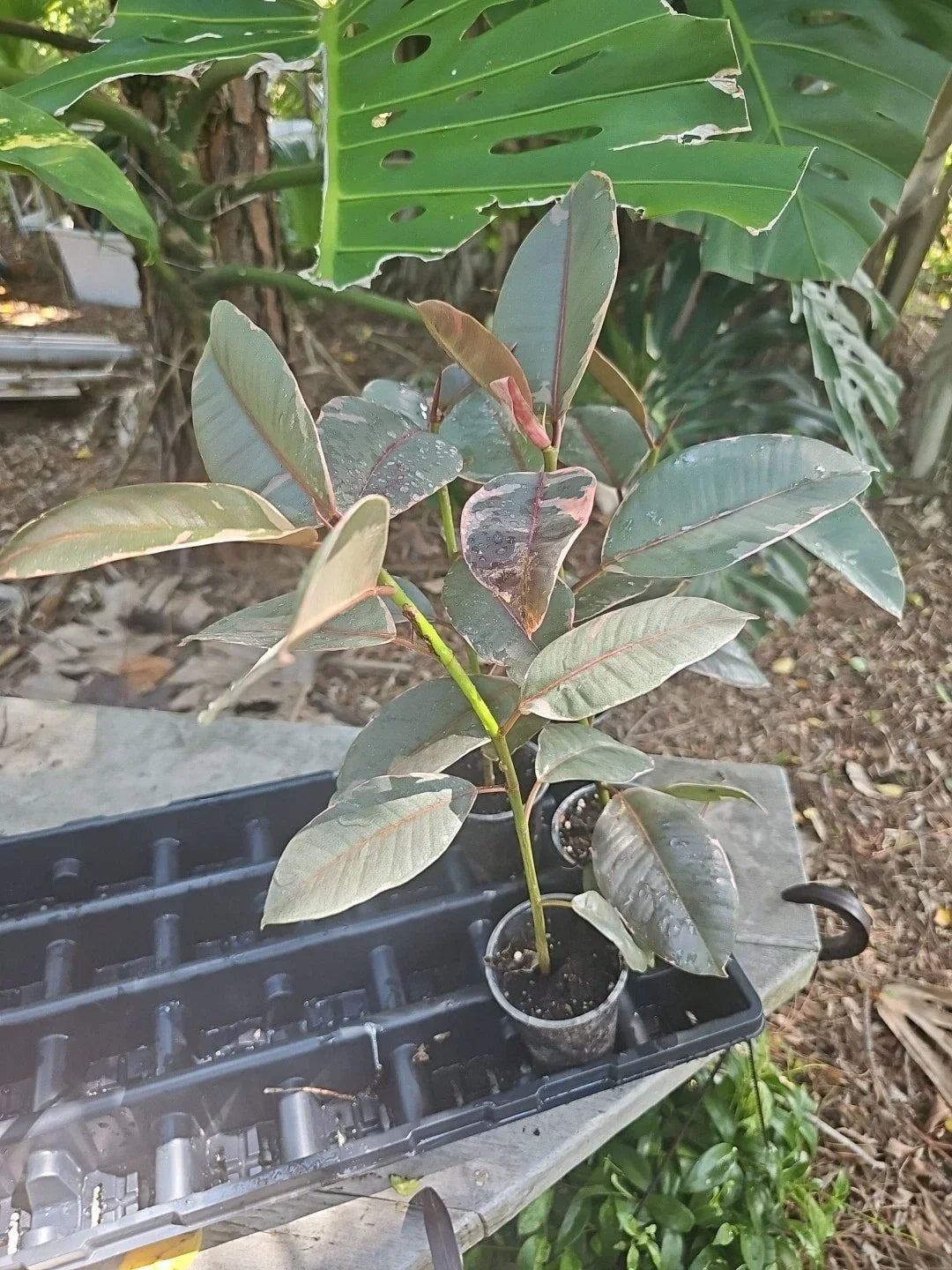 Variegated Rubber Plant Tree Ficus Elastica Tineke Ruby 14"-16" Indoor Houseplant