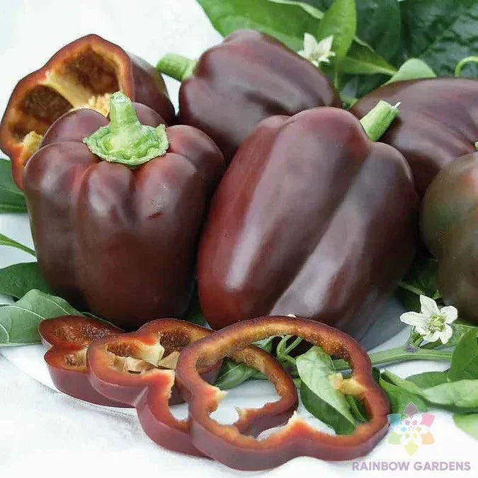 Chocolate Bell Sweet Pepper Seeds - 25+ Count, Heirloom Capsicum annuum, Sweet, Non-GMO, USA, Container Gardening