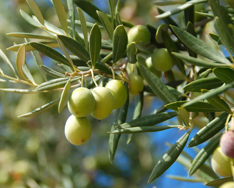 Canino Olive Tree Seeds, 20 Count, Edible Green/Black Olives, Olea Europaea, Drought-Tolerant, Full Sun, Garden Planting