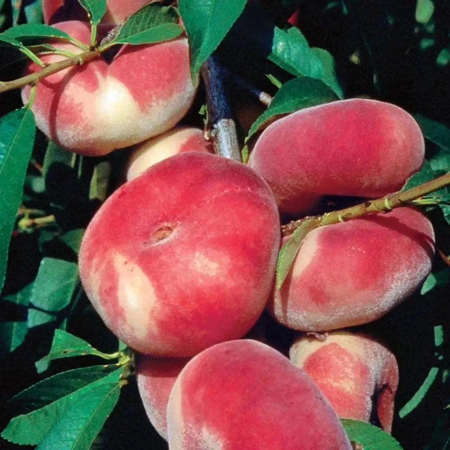 Rare Sweet Japanese Donut Peach Cuttings | Prunus persica var. platycarpa | Grafting & Rooting Material