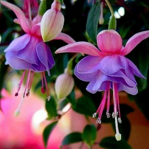 Fuchsia Seeds 50pcs for Pots & Bonsai, Vibrant Fuchsia magellanica Flowers, Easy to Grow, Pollinator Attracting