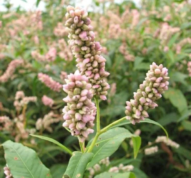 Pinkweed Seeds 50 Count Persicaria pensylvanica for Garden Planting, Wildflower, Pollinator Attractant