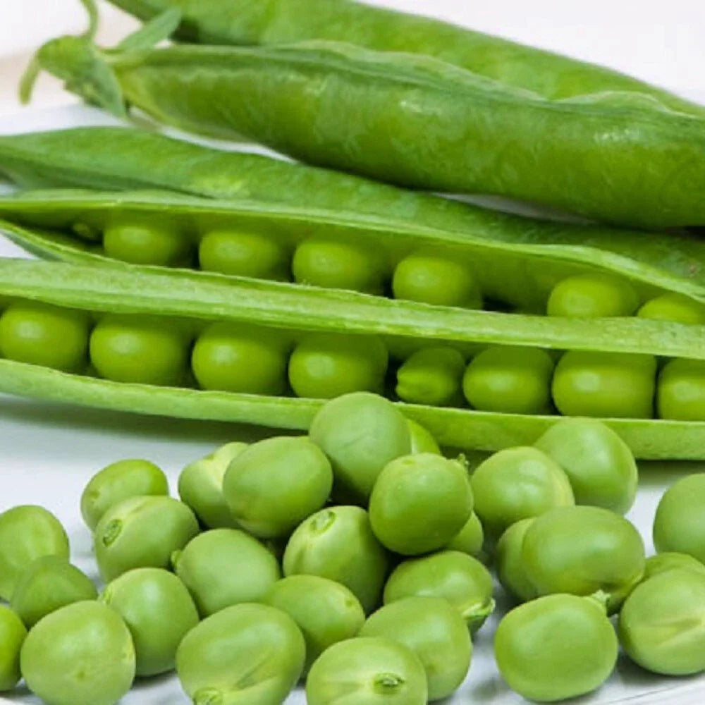 Cascadia Pea Seeds | Non-GMO Heirloom Garden Seeds | Pisum sativum