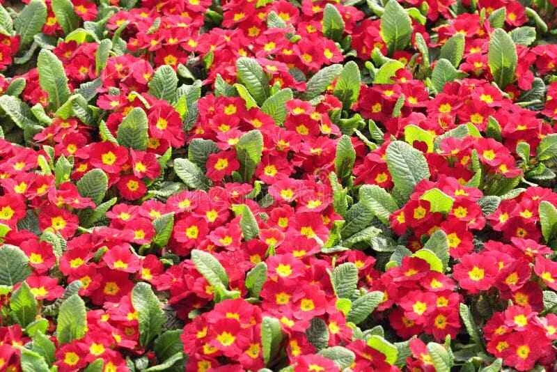 Primula Mala Red GL Seeds - 100 Count Hardy Perennial Flower Seeds for Partial Shade Gardens