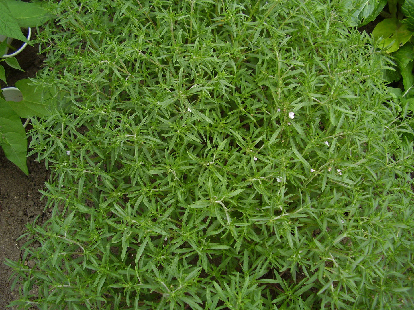 Summer Savory Herb Seeds 510 Count - Satureja hortensis for Culinary and Garden Use