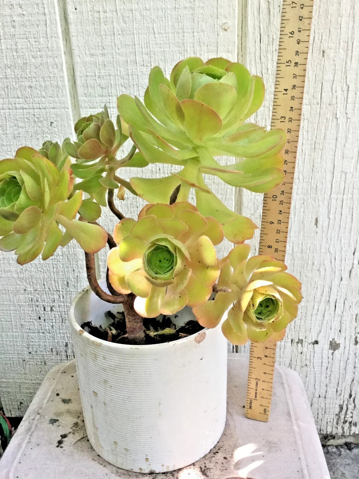 Big Rooted Aeonium Arboreum Succulent - Multiple Branches, Green Rosettes, 15 Inches Tall, Potted Plant
