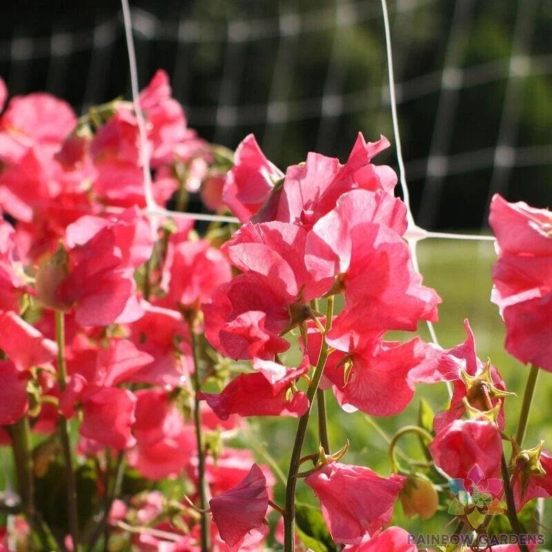 Watermelon Sweet Pea Seeds - 50+ Pack, Lathyrus odoratus, Climbing Vine, Non-GMO Garden Seeds, Vibrant Blooms, Fragrant Flowers