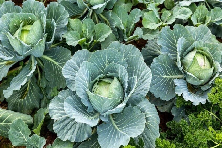 Cabbage Seeds 1000+ Count - Organic Heirloom Non-GMO Brassica oleracea