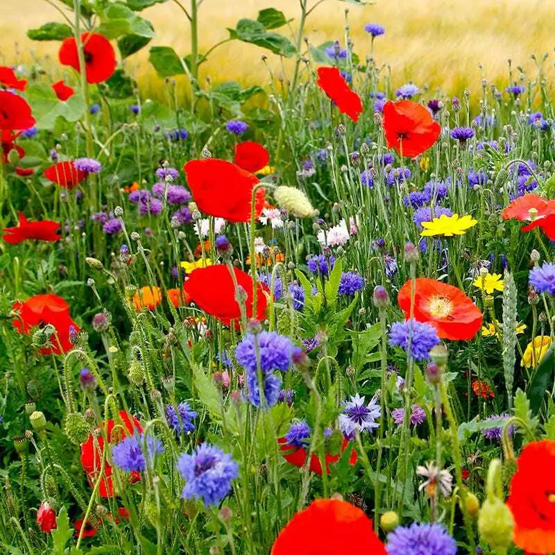 Wildflower Mix Seeds - Fall Planting for Spring Blooms - 1000 Seeds